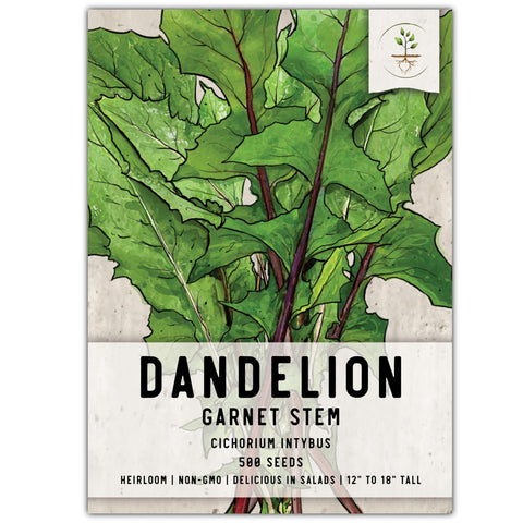 Seed Needs Garnet Stem Dandelion seed pack for easy home gardening