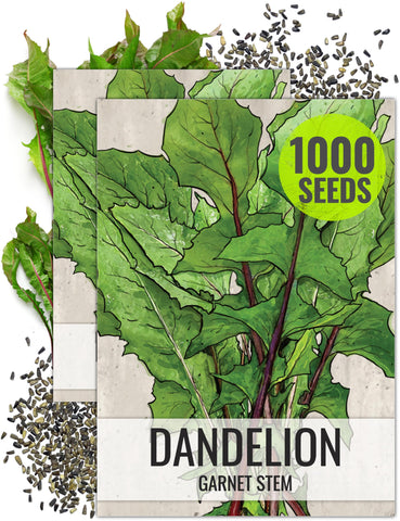 Seed Needs Garnet Stem Dandelion seed packet with sowing guide for easy starting.