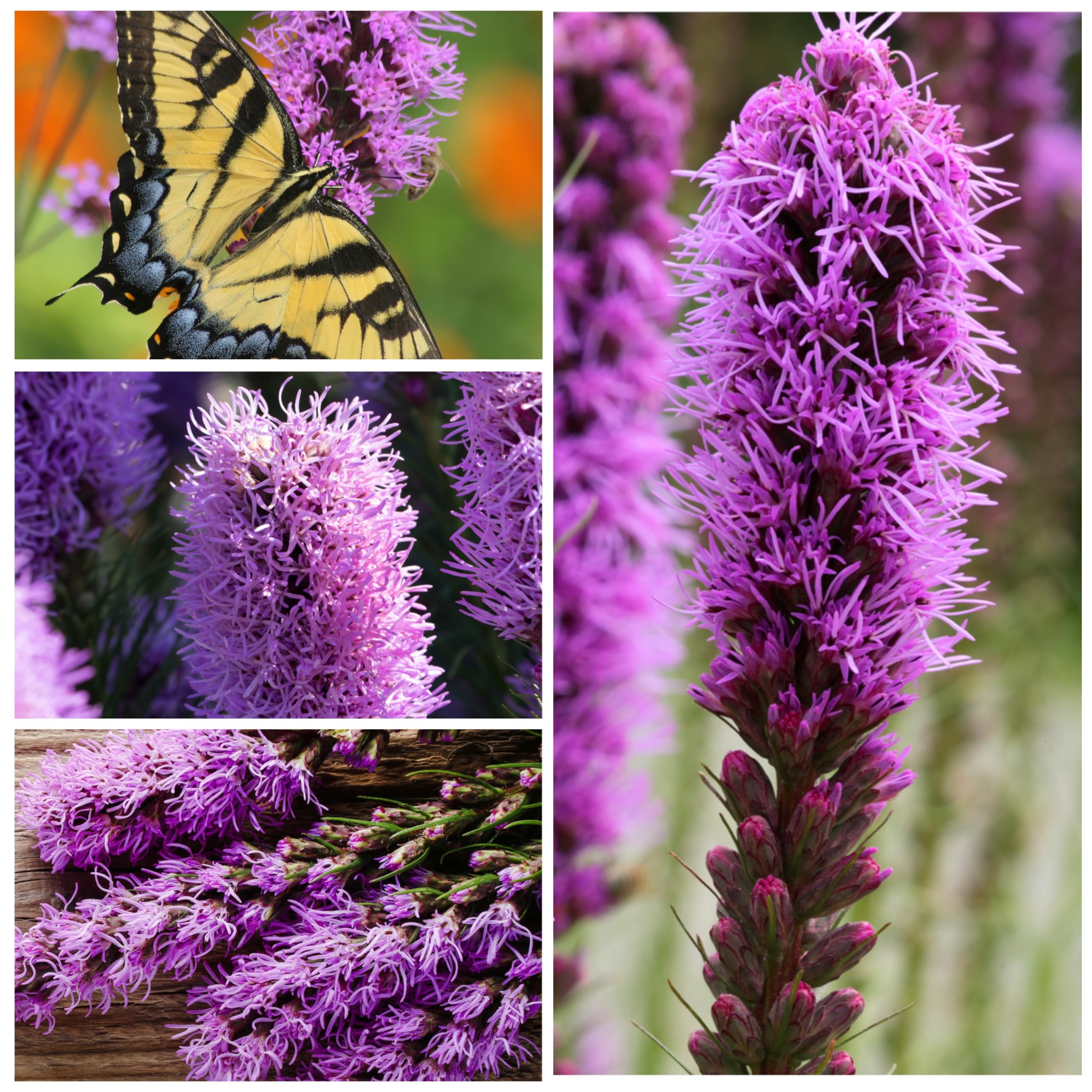 Seed Needs Gayfeather garden attracting butterflies and pollinators