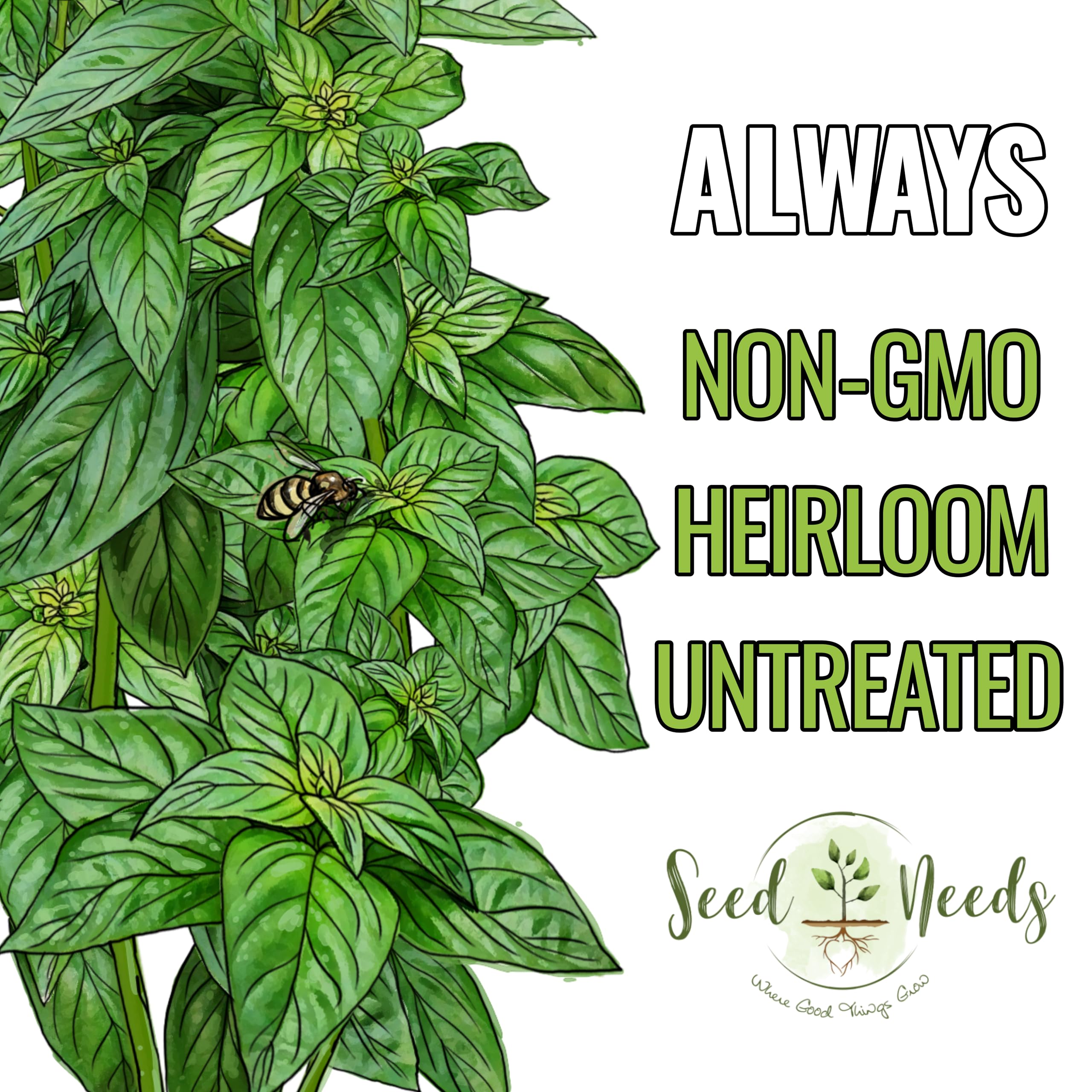 Seed Needs Genovese basil harvest morning leaves with concentrated oils for flavor.