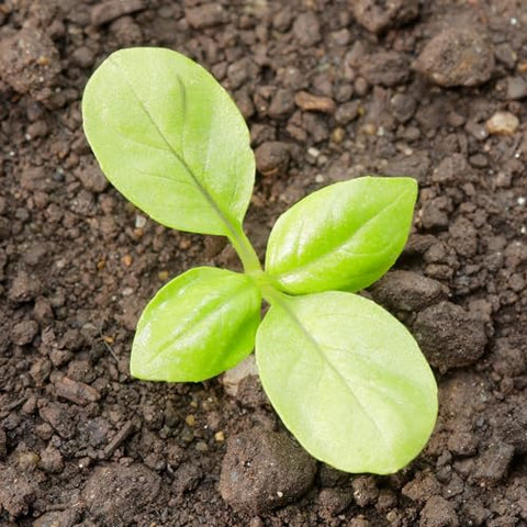 Seed Needs Genovese basil mature leaves ready to flavor pasta and tomato dishes.