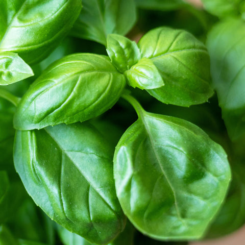 Seed Needs Genovese basil seed packet for open-pollinated home gardens.
