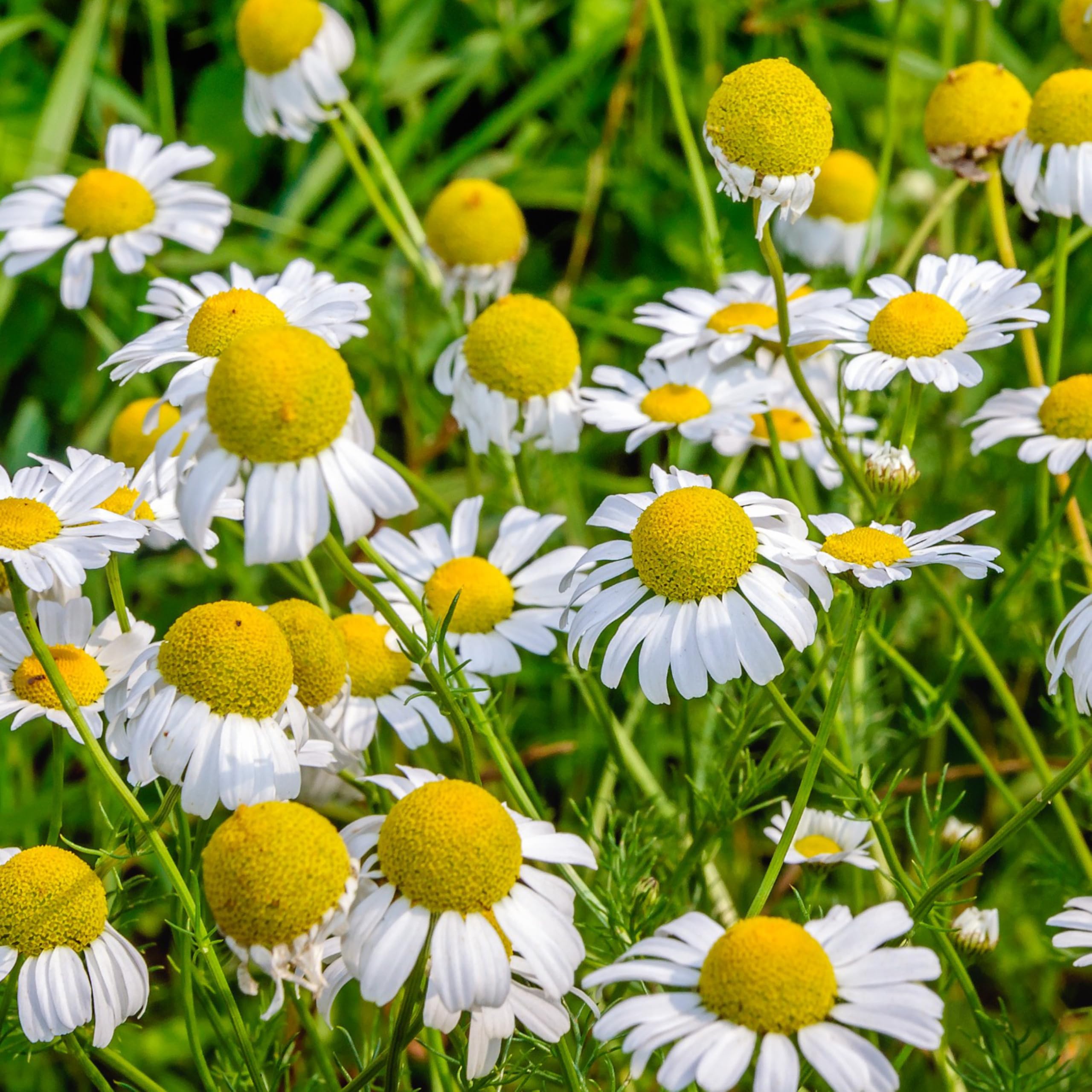 Seed Needs German Chamomile harvest ready; flowers opened in peak sun.