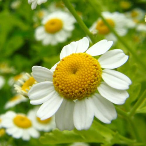 Seed Needs German Chamomile seeds germinating in soil, ideal for starting a fragrant medicinal herb at home.