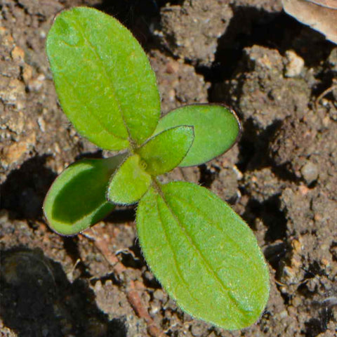Seed Needs germination window 7–10 days after sowing.