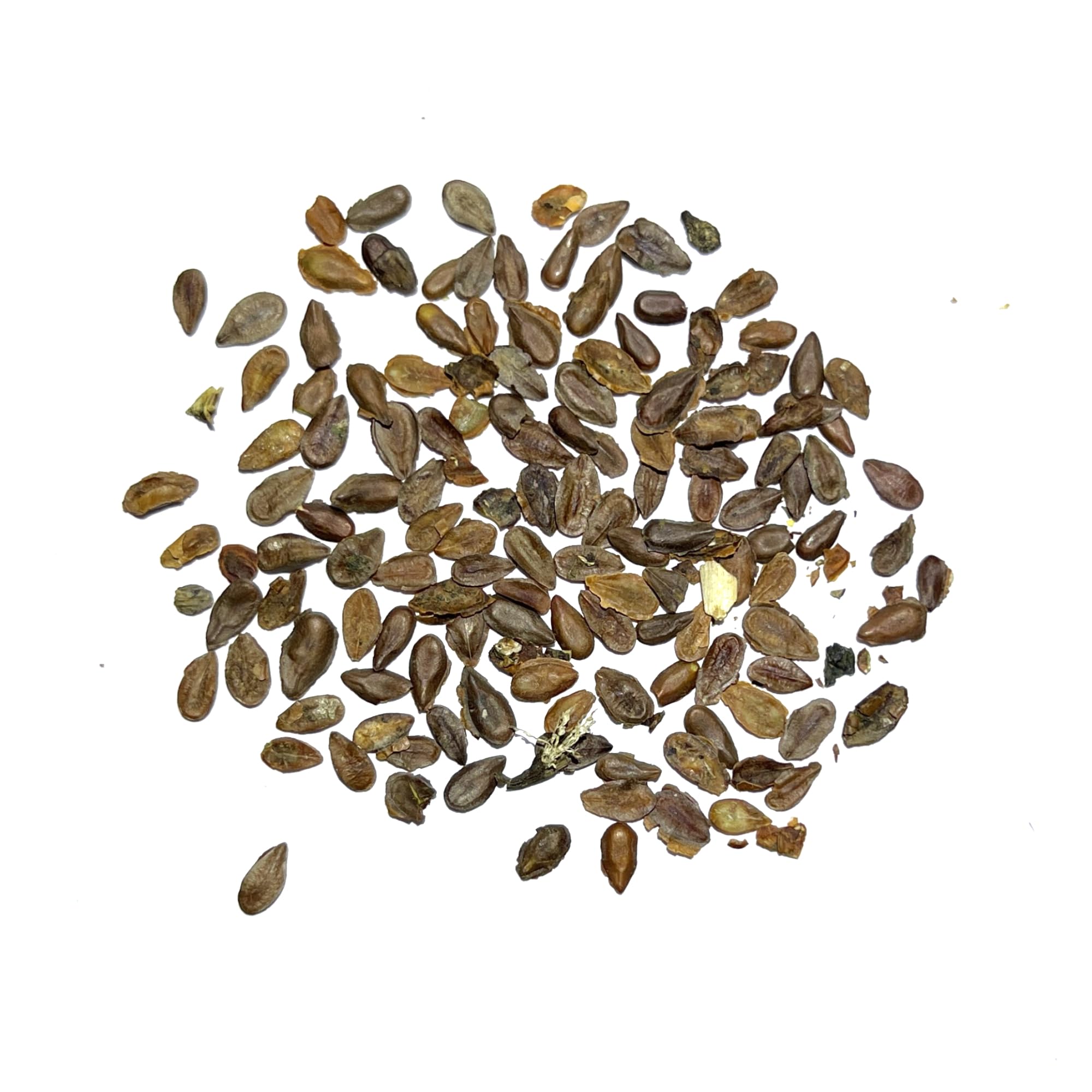 Seed Needs germination with cold stratification enhances seed awakening.