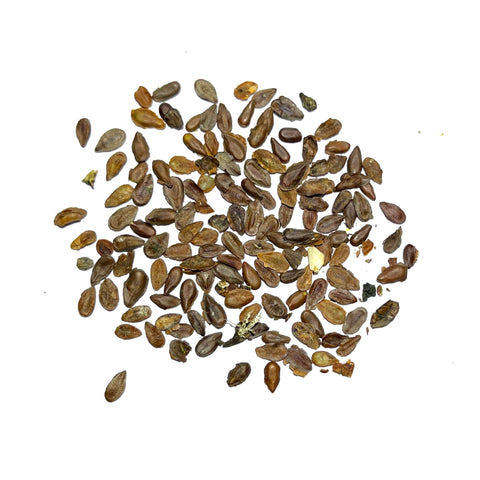 Seed Needs germination with cold stratification enhances seed awakening.