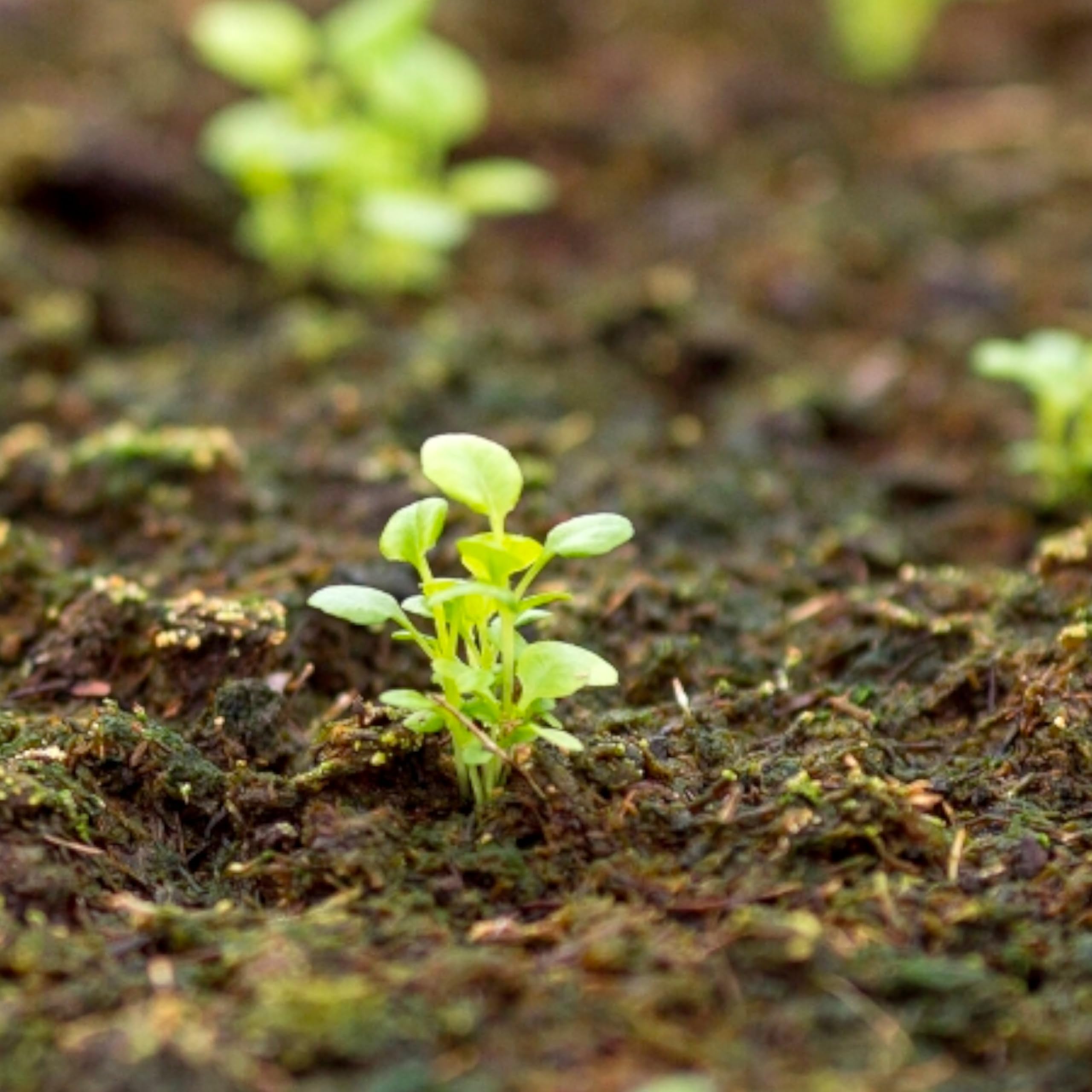 Seed Needs germination information on packaging helps beginners start quickly.