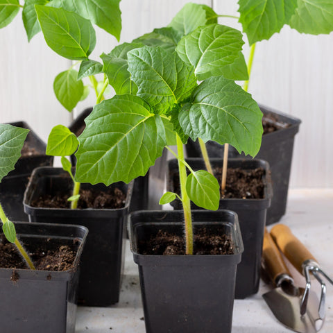 Seed Needs germination-ready packets from growers for faster results.