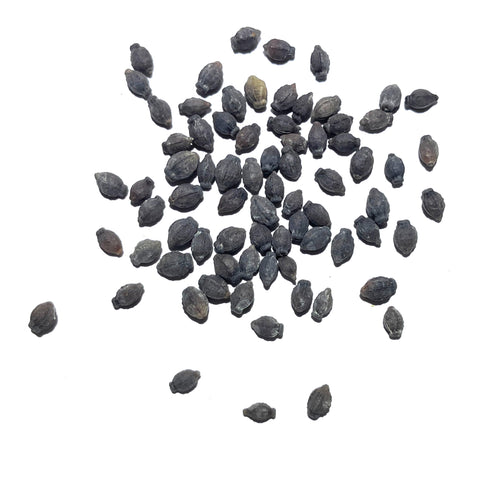 Seed Needs germination-ready seeds showing early growth potential.