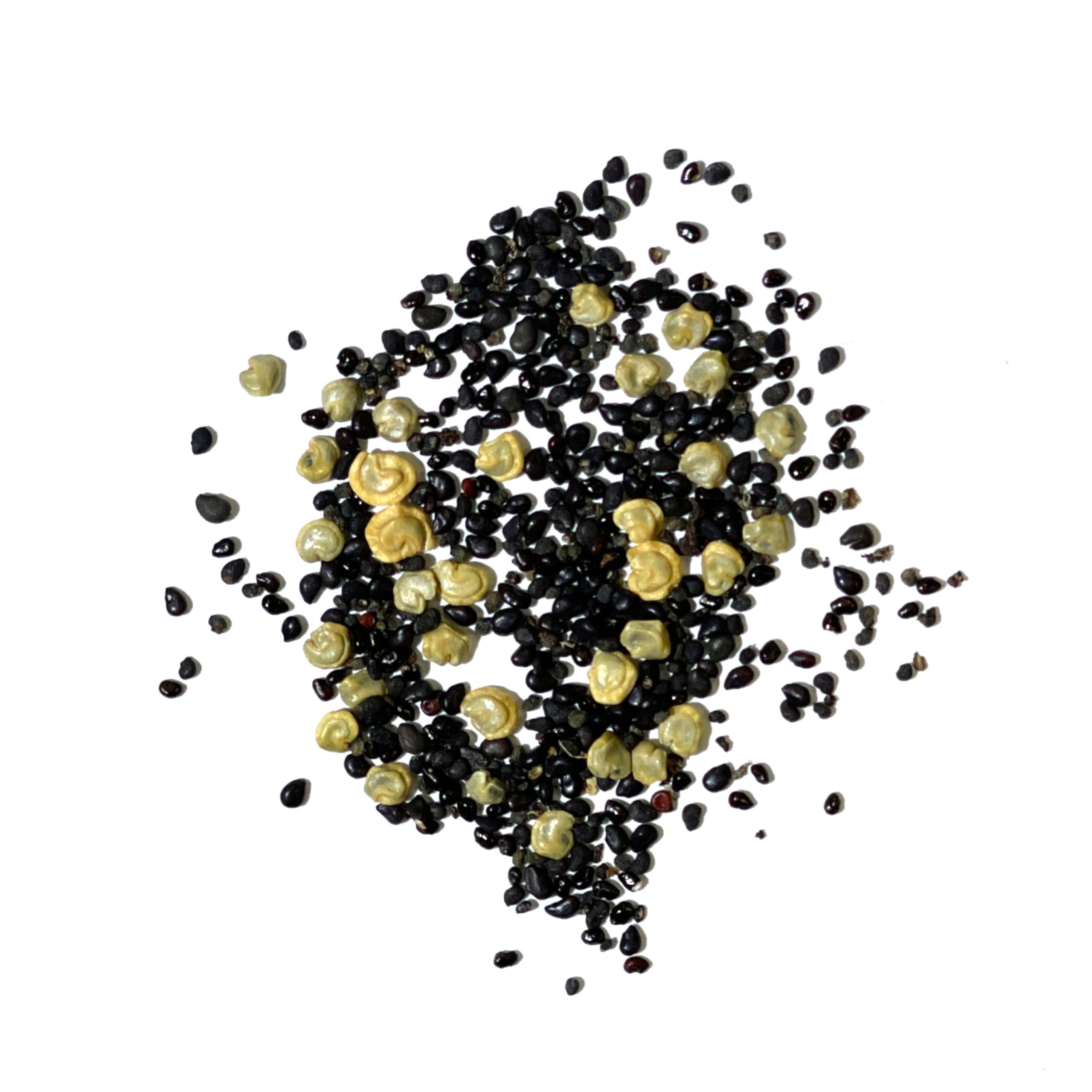 Seed Needs germination-ready cactus seeds help you start sprouts in days