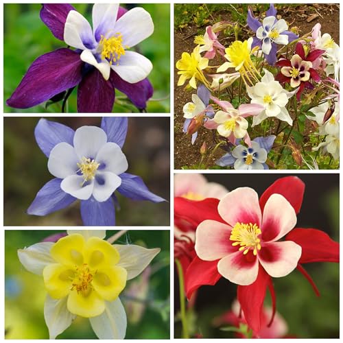 Seed Needs giant star columbine bloom closeup highlighting dramatic spurs.