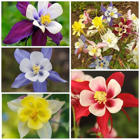 Seed Needs giant star columbine bloom closeup highlighting dramatic spurs.