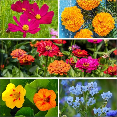 Seed Needs Giants of California Zinnia packet displays bold petals for bright borders.