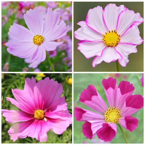 Seed Needs Gloria cosmos seeds provide deep blooms for dramatic garden focal points.