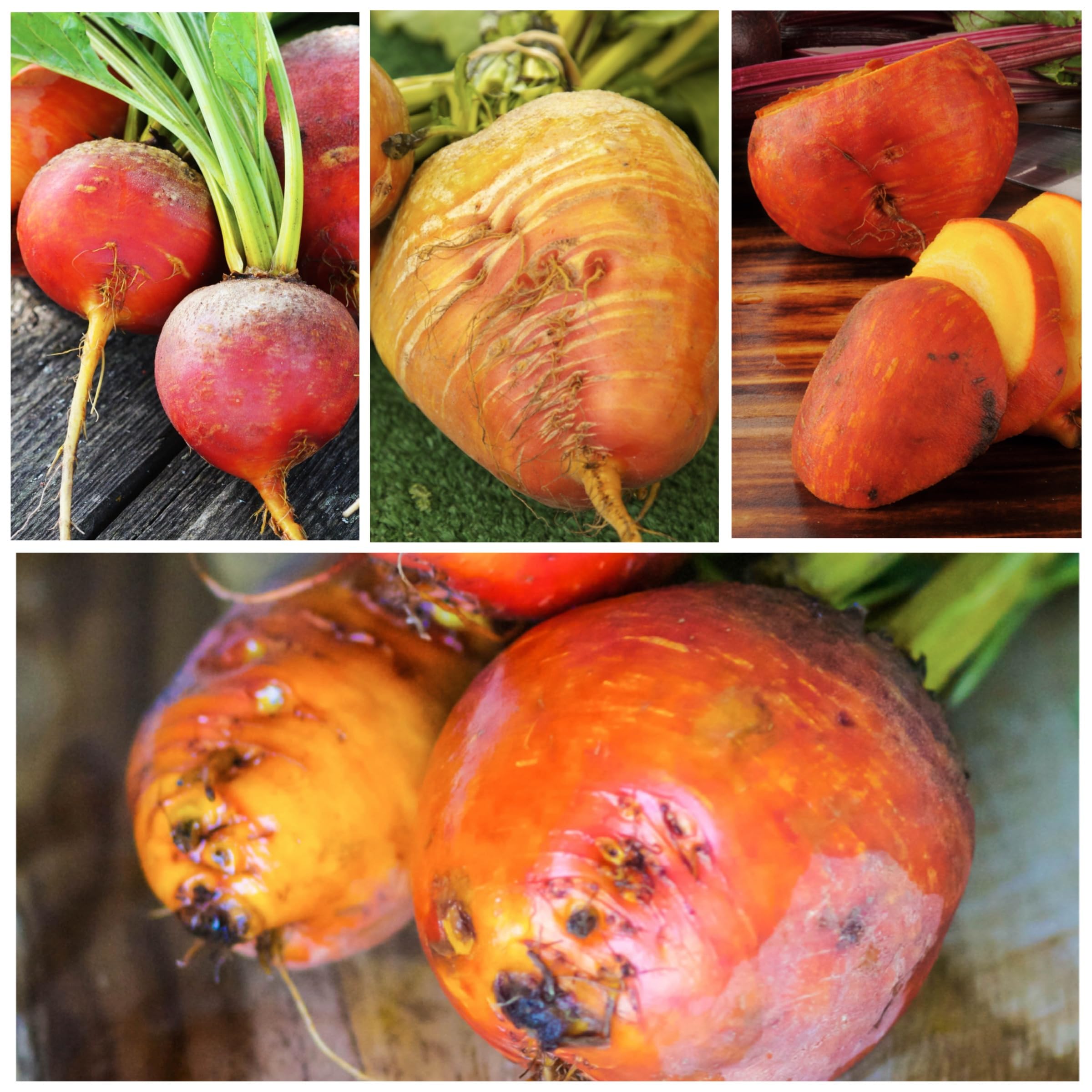 Seed Needs Golden Detroit beet roots with golden color and 2–3 inch diameter