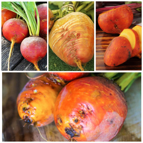 Seed Needs Golden Detroit beet roots with golden color and 2–3 inch diameter