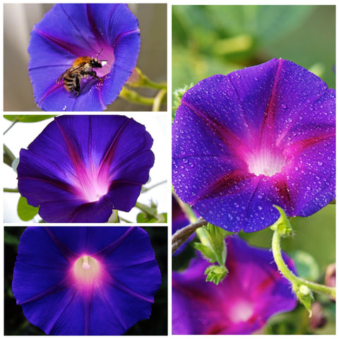 Seed Needs Grandpa Ott Morning Glory on a trellis with dark star pattern.