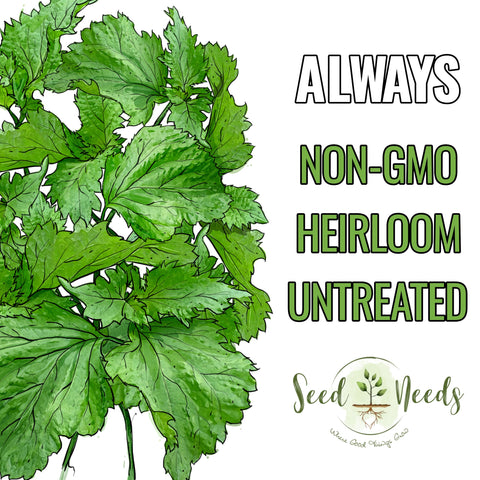 Seed Needs Green Perilla outdoor garden bed – flavorful leaves possible