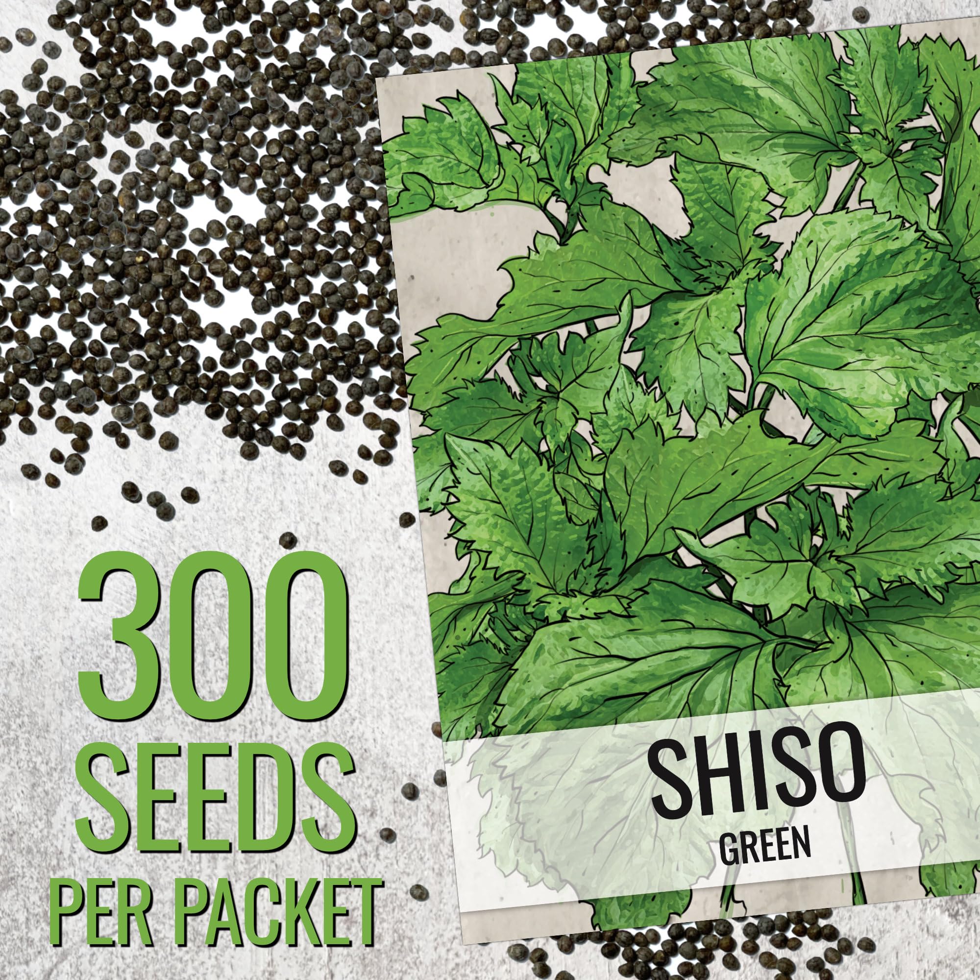 Seed Needs Green Perilla plants – ready for balcony herb harvest