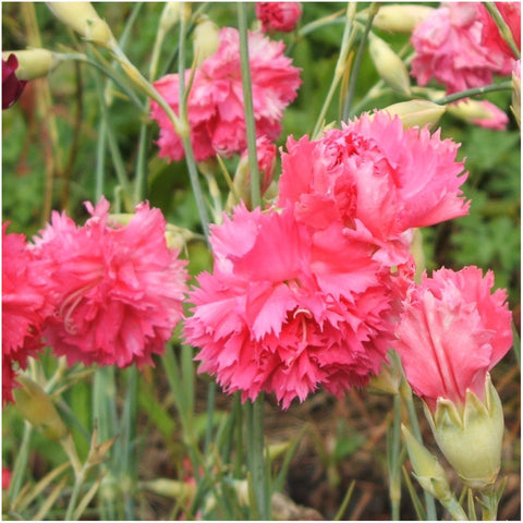 Seed Needs Grenadin Rose Carnation blooms in vibrant red-pink bouquets