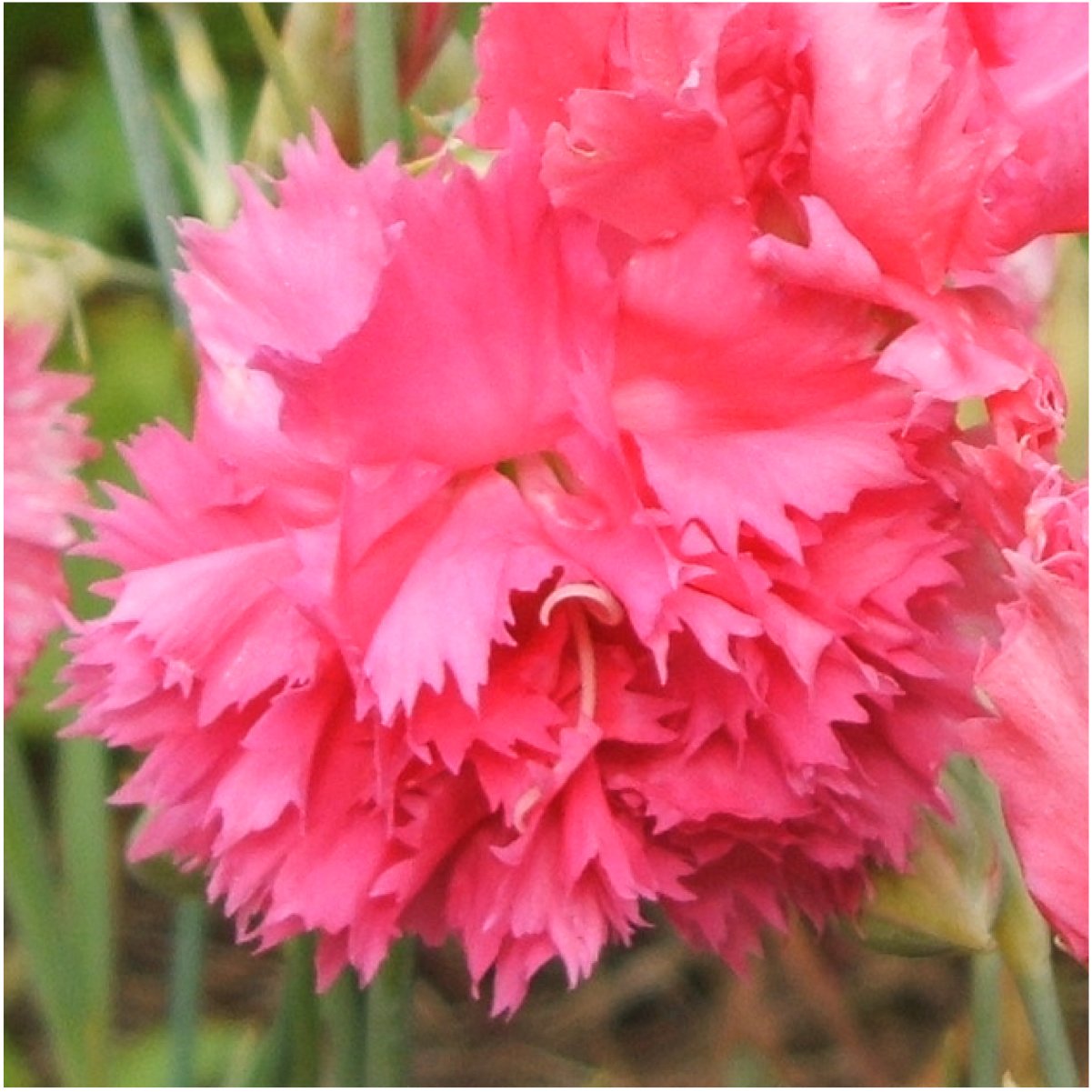Seed Needs Grenadin Rose Carnation fragrance enhances intimate bouquets