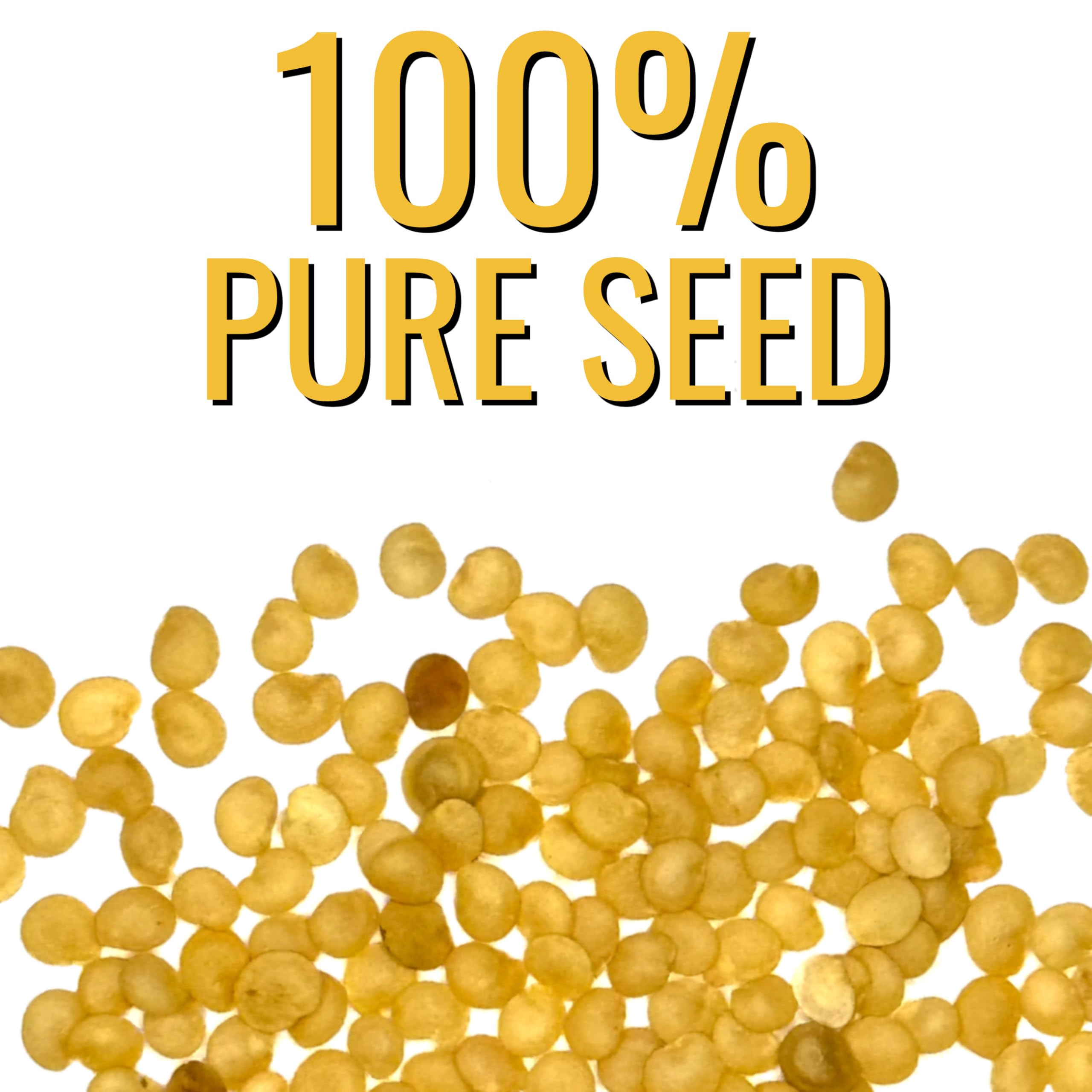Seed Needs sowing-in-garden setup demonstrates easy home cultivation for fresh harvests.
