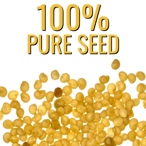 Seed Needs sowing-in-garden setup demonstrates easy home cultivation for fresh harvests.