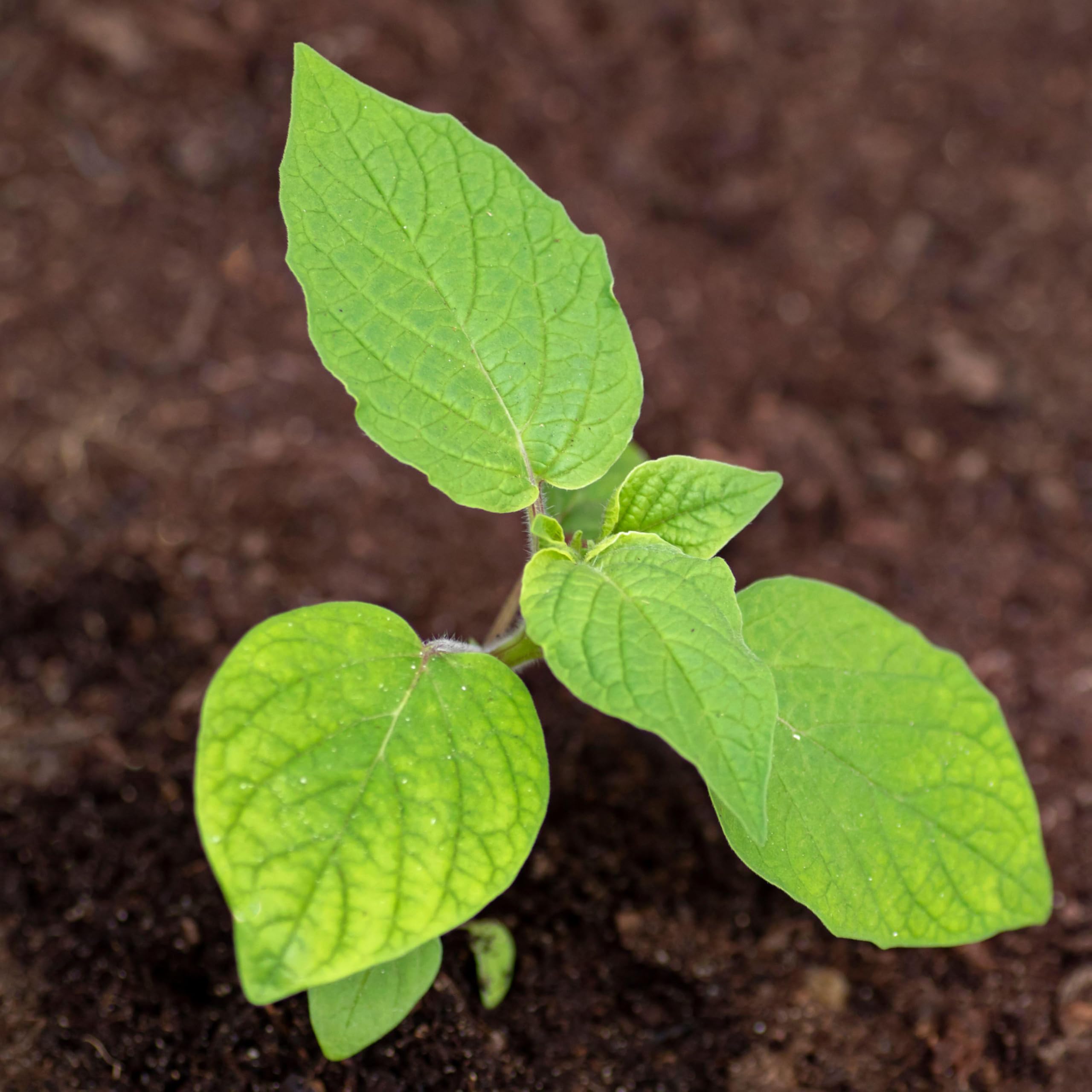Seed Needs germination-friendly packets promise faster results with correct sowing.