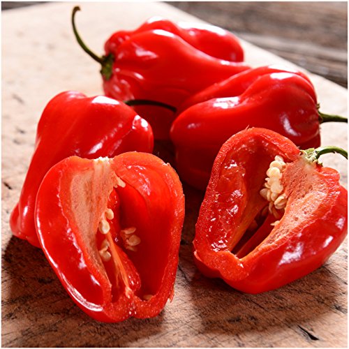 Seed Needs Habanero packaging tear-resistant design preserves freshness for gardeners.