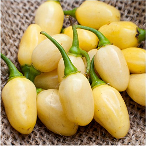 Seed Needs Habanero planting in soil showcasing direct sowing and germination potential.