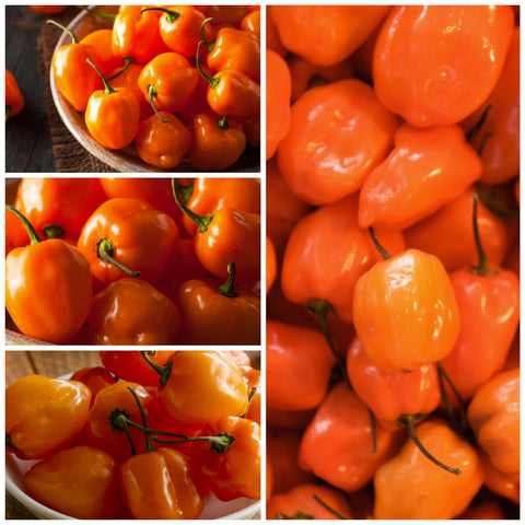 Seed Needs Habanero seeds closeup highlighting vibrant seeds for planting.