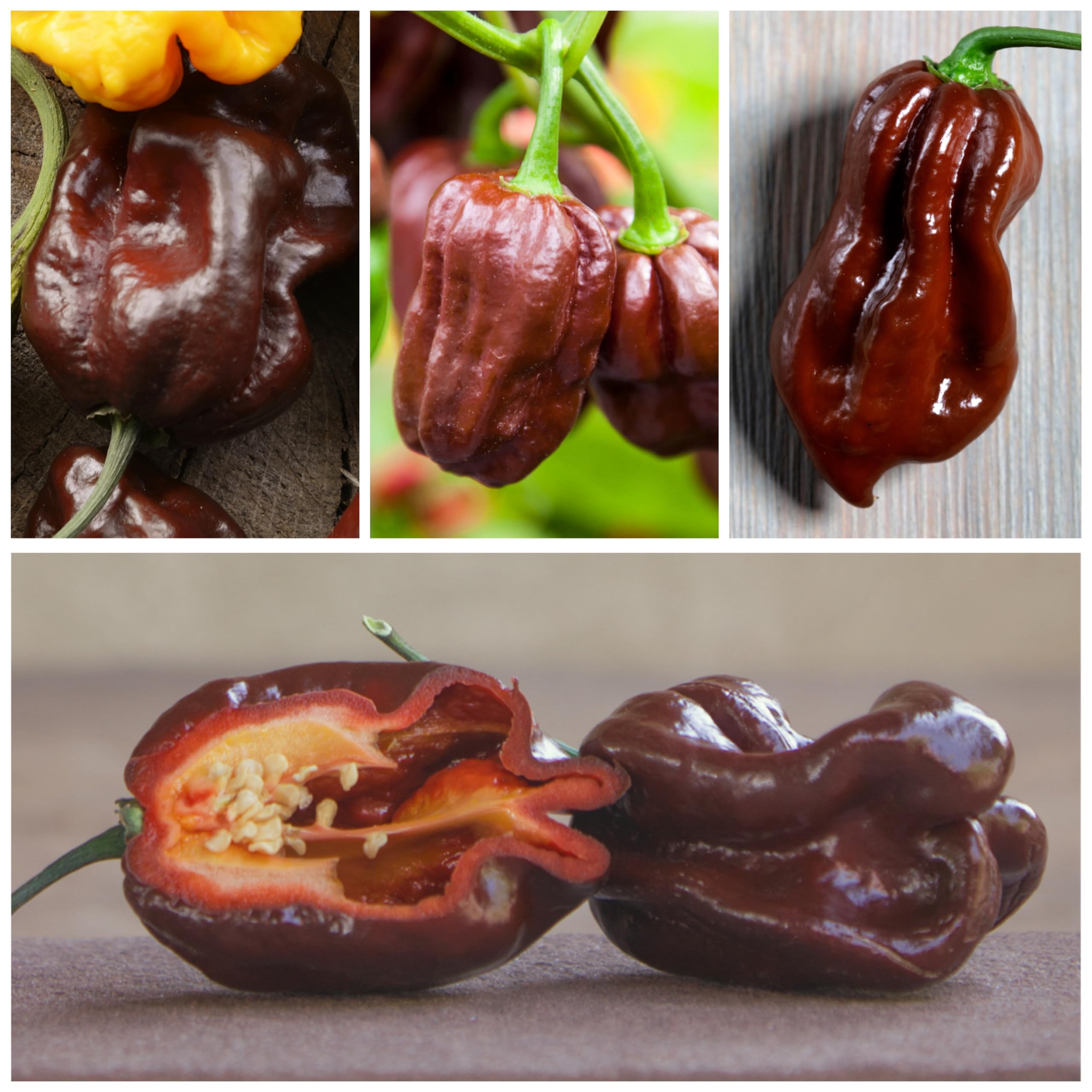 Seed Needs Habanero varieties collection image displaying five distinct peppers.