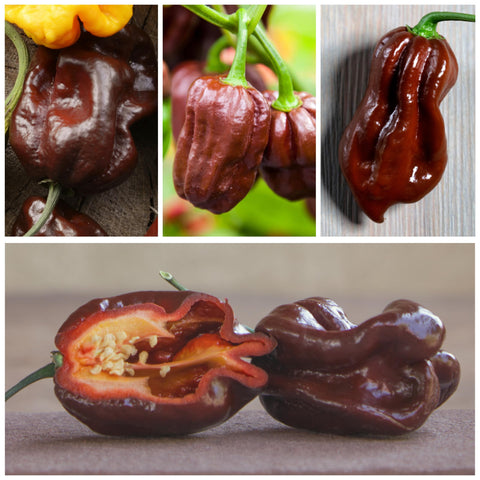 Seed Needs Habanero varieties collection image displaying five distinct peppers.