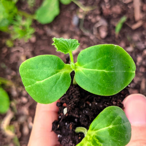 Seed Needs Armenian Yard Long cucumber harvest ready in 50–75 days.