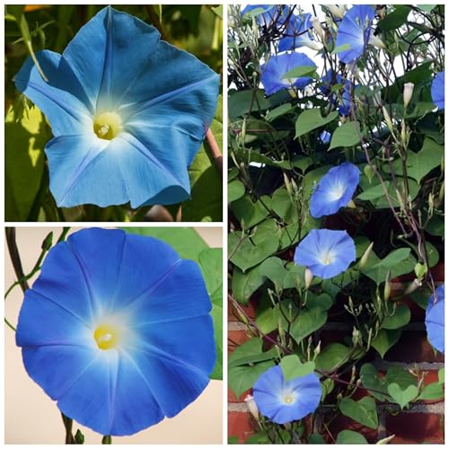 Seed Needs Heavenly Blue Morning Glory close-up of sky-blue blooms with white centers.