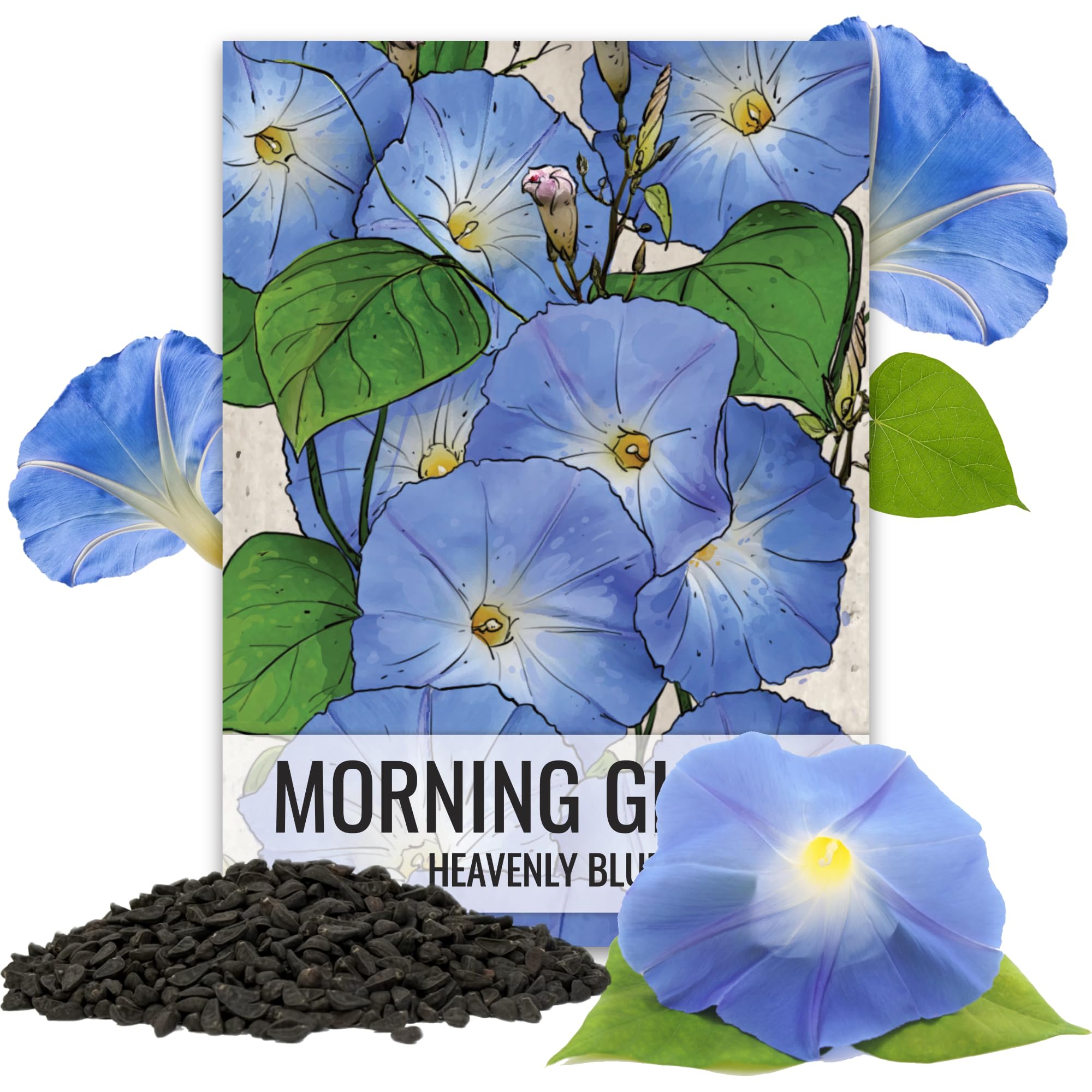Seed Needs Heavenly Blue Morning Glory seeds packaging with sowing instructions.
