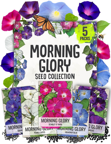 Seed Needs Heavenly Blue Morning Glory seeds packet for vibrant sun-loving climbers.