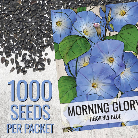Seed Needs Heavenly Blue Morning Glory vine growing up a trellis.