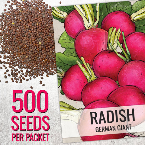 Seed Needs heirloom radish seed illustration on packet signals authentic flavor and traditional cultivation.