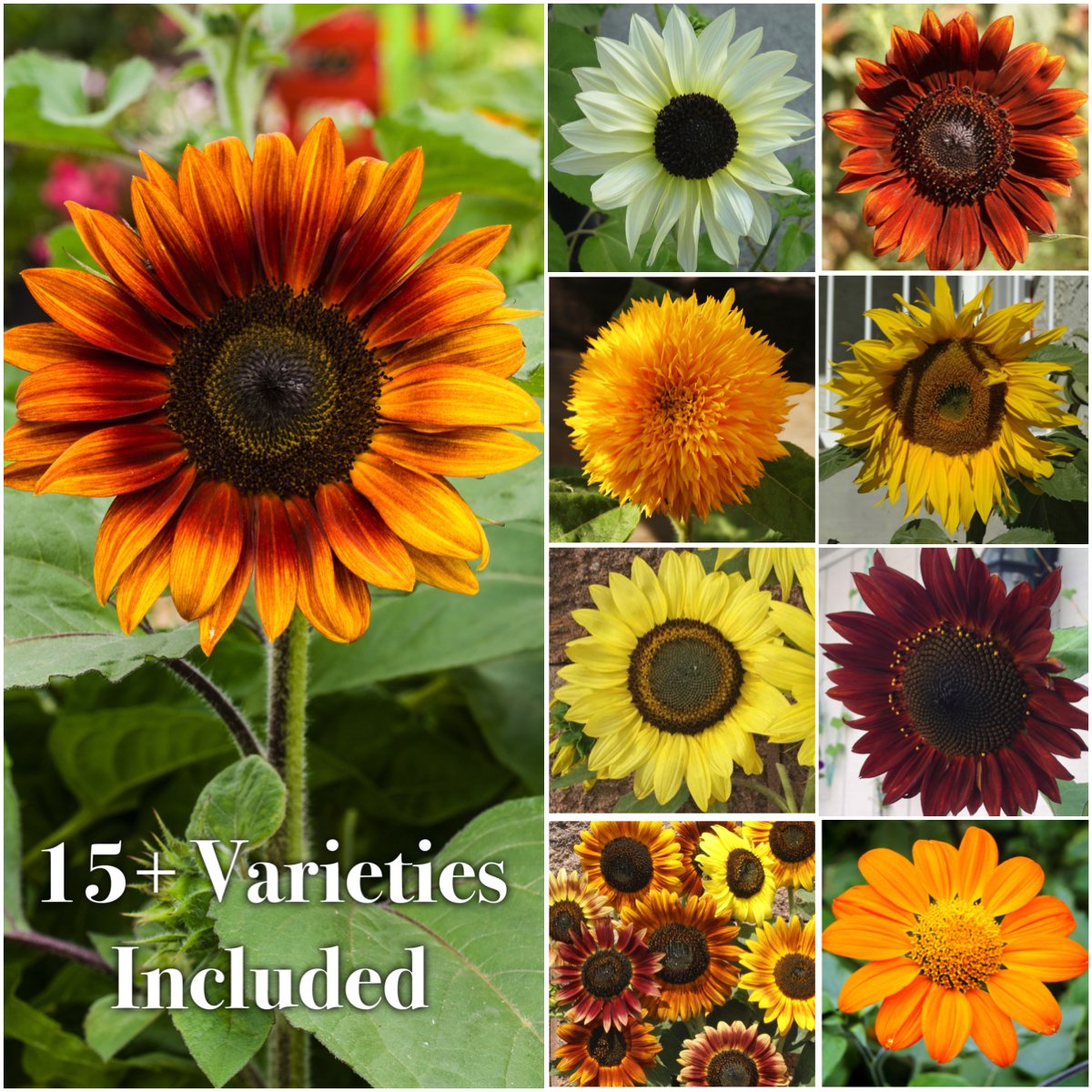 Seed Needs heirloom-sunflower varieties packaging artwork inspires planting.