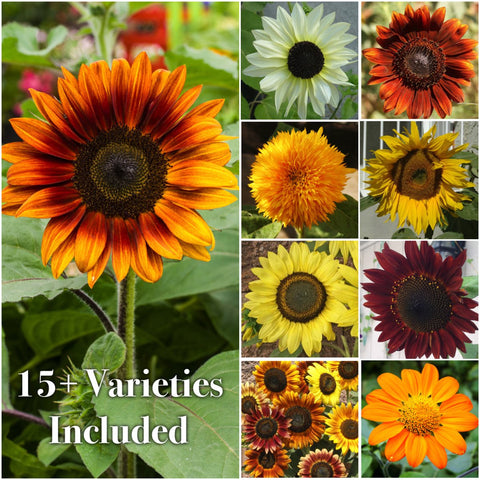 Seed Needs heirloom-sunflower varieties packaging artwork inspires planting.