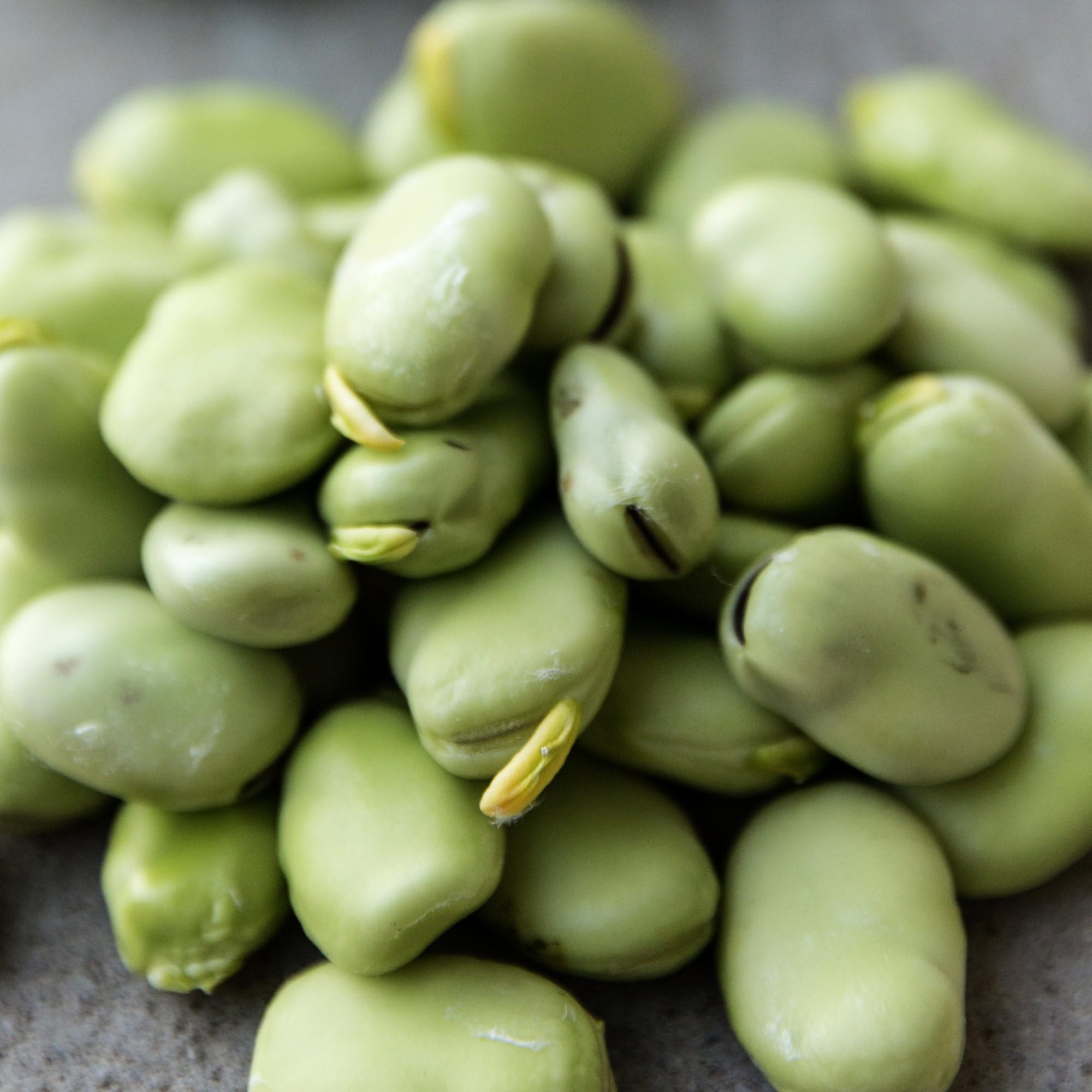 Seed Needs Henderson Lima beans pods with buttery flavor for fresh eating