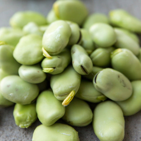 Seed Needs Henderson Lima beans pods with buttery flavor for fresh eating