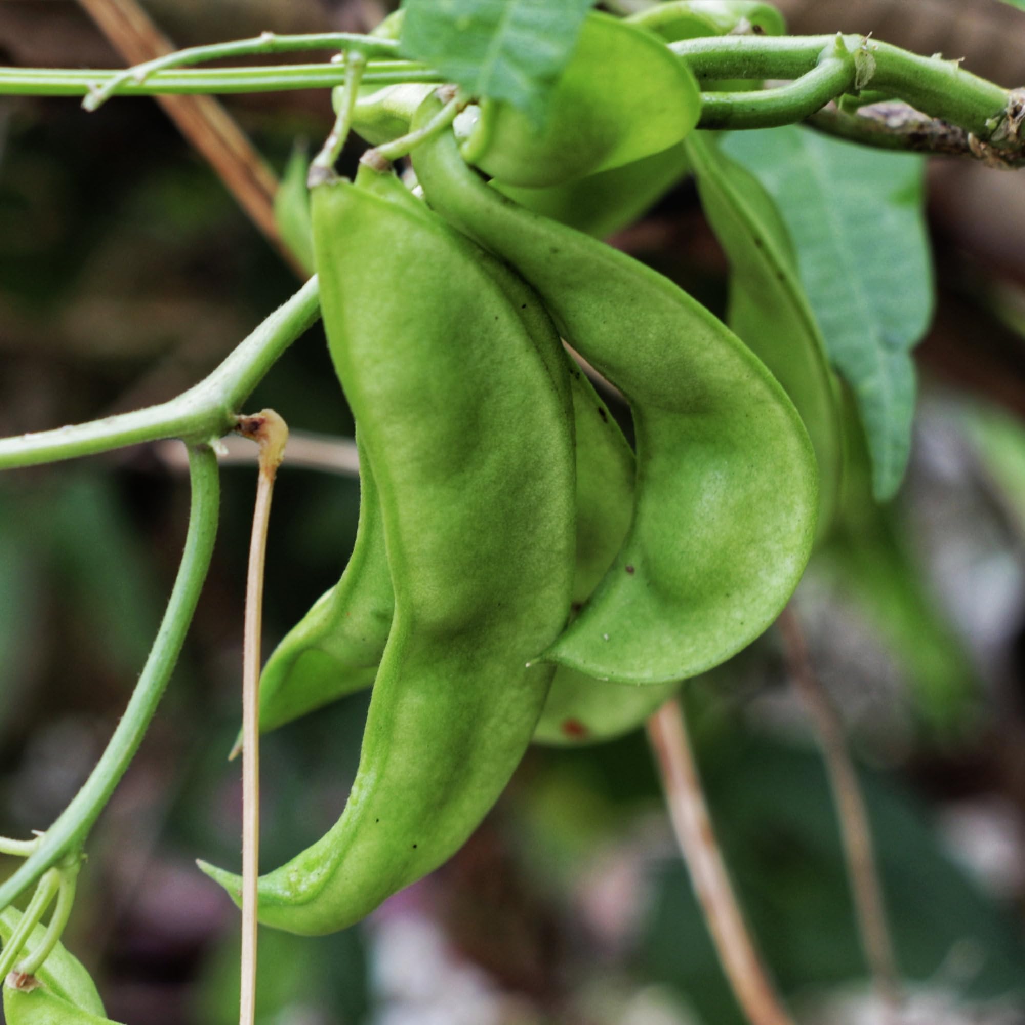 Seed Needs Henderson Lima beans ready for canning or freezing