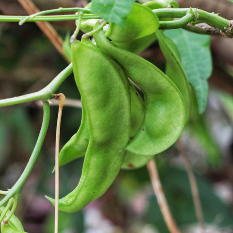 Seed Needs Henderson Lima beans ready for canning or freezing