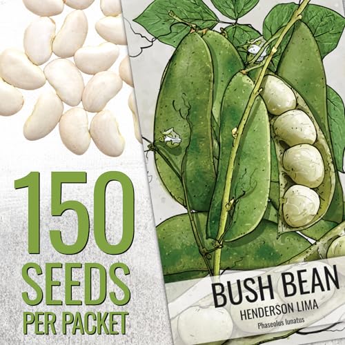 Seed Needs Henderson Lima bean seedlings ready for container planting