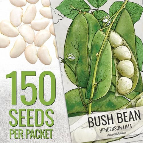 Seed Needs Henderson Lima bean seedlings ready for container planting