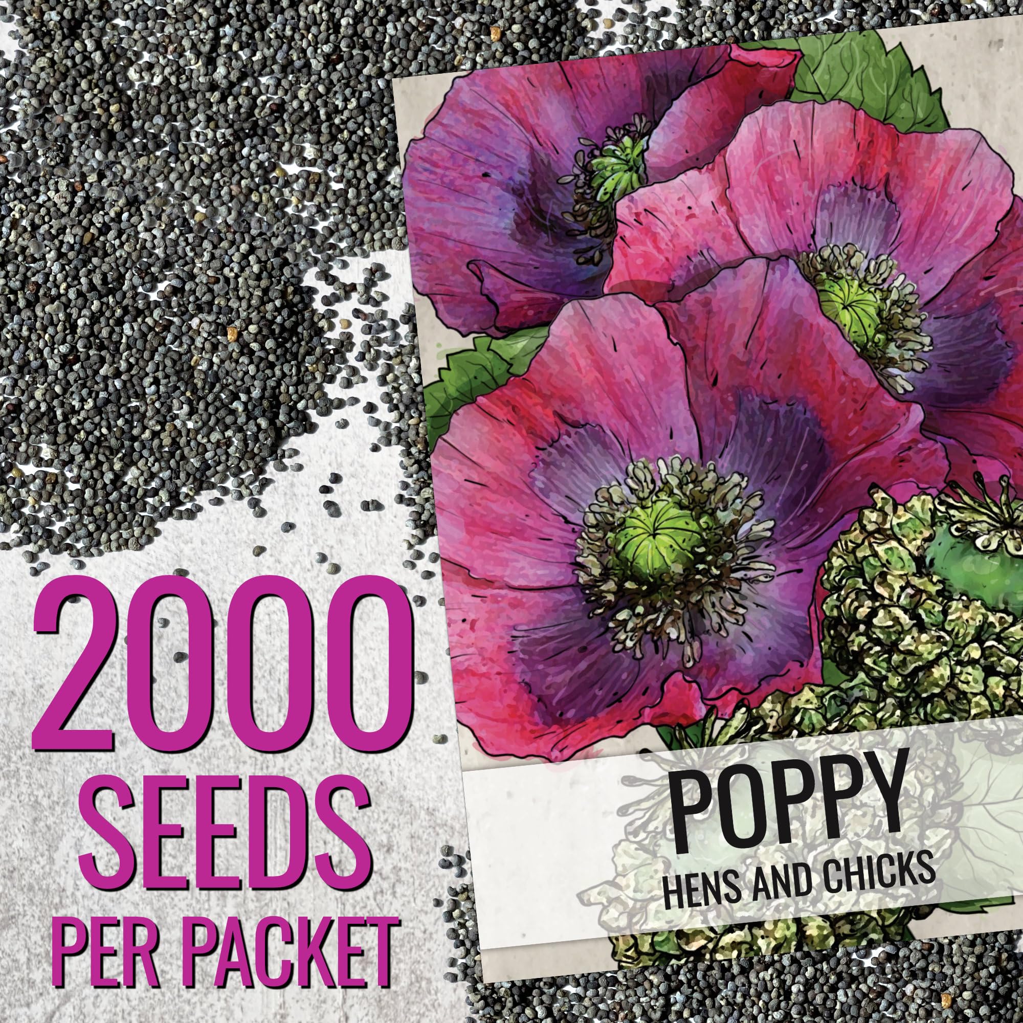Seed Needs Hens and Chicks Poppy flowers close-up displays vibrant ruffled blooms