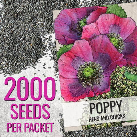 Seed Needs Hens and Chicks Poppy flowers close-up displays vibrant ruffled blooms